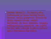 Lietuvos tautinių kostiumų aksesuarai 8 puslapis