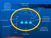Mikroorganizmų atsparumas ir racionalus antibiotikų vartojimas 7 puslapis