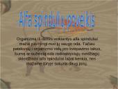 Radioaktyvumas ir atomo sandara 7 puslapis