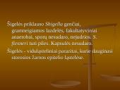 Shigella gentis 2 puslapis