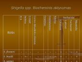 Shigella gentis 7 puslapis