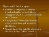 Shigella gentis 8 puslapis