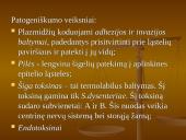 Shigella gentis 9 puslapis