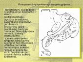 Stereotaksinis metodas 12 puslapis