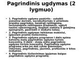 Švietimo sistema struktūriniu aspektu 14 puslapis