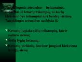 Taisyklingasis tetraedras 2 puslapis