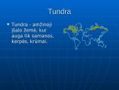 Tundros gyvūnija ir klimatas 2 puslapis