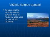 Tundros gyvūnija ir klimatas 11 puslapis