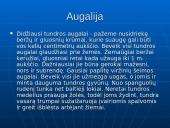 Tundros gyvūnija ir klimatas 6 puslapis