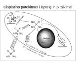 Vaistai skirti vėžio gydymui 12 puslapis