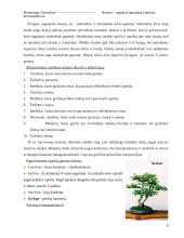 Bonsai – mažasis Japonijos kultūros ambasadorius 6 puslapis