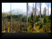 Acid rain 8 puslapis