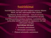 Administratoriaus tipažas 4 puslapis