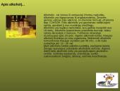 Alkoholis ir jaunimas 11 puslapis