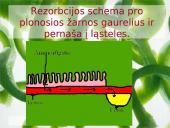 Aminorūgščių rezorbcija ir perneša į ląsteles 8 puslapis