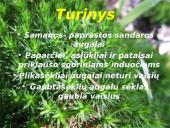 Augalai ir augalų tipai 2 puslapis