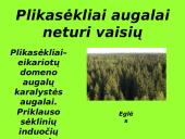 Augalai ir augalų tipai 12 puslapis