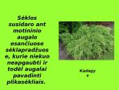 Augalai ir augalų tipai 13 puslapis