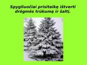 Augalai ir augalų tipai 14 puslapis