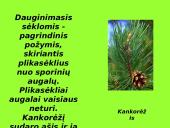 Augalai ir augalų tipai 15 puslapis