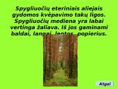 Augalai ir augalų tipai 16 puslapis