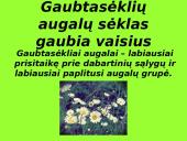 Augalai ir augalų tipai 17 puslapis