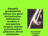 Augalai ir augalų tipai 19 puslapis