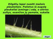 Augalai ir augalų tipai 20 puslapis