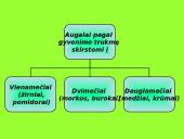 Augalai ir augalų tipai 3 puslapis