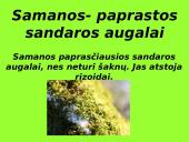 Augalai ir augalų tipai 4 puslapis