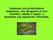 Augalai ir augalų tipai 6 puslapis