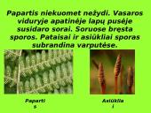 Augalai ir augalų tipai 10 puslapis