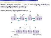 Baltymai žmoguje 11 puslapis