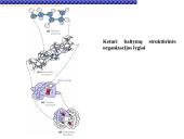 Baltymai žmoguje 19 puslapis