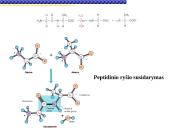 Baltymai žmoguje 10 puslapis