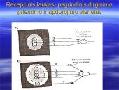 Bendroji jutimų charakteristika. Receptoriai ir specifiškumas. Temperatūros jutimas. Poikilotermai ir homotermai 8 puslapis