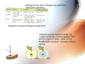 Bendrosios nemetalų savybės 14 puslapis