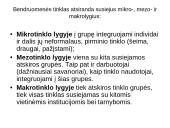 Bendruomenių tinklo kūrimas 12 puslapis