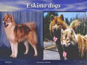 Dogs - our best friends 3 puslapis