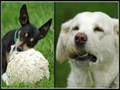 Dogs - our best friends 5 puslapis