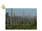 Environment problems 4 puslapis