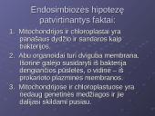 Eukariotinės ląstelės dvimembraniniai organoidai. Eukariotinės ląstelės kilmė 19 puslapis