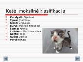 Gyvūnijos aprašymai 4 puslapis