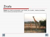 Gyvūnijos aprašymai 8 puslapis