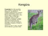 Gyvūnijos pasaulyje 11 puslapis