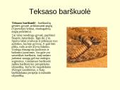 Gyvūnijos pasaulyje 12 puslapis