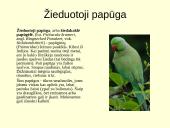 Gyvūnijos pasaulyje 14 puslapis