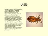 Gyvūnijos pasaulyje 15 puslapis