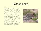 Gyvūnijos pasaulyje 16 puslapis