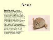 Gyvūnijos pasaulyje 18 puslapis